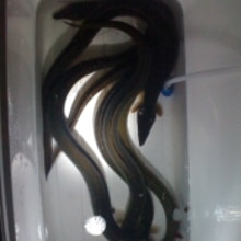 素人でもできる うなぎの蒲焼き V2 0 レシピ 作り方 By みやけん船長 楽天レシピ 素人でもできる うなぎの蒲焼き V2 0 レシピ 作り方 By みやけん船長 楽天レシピ